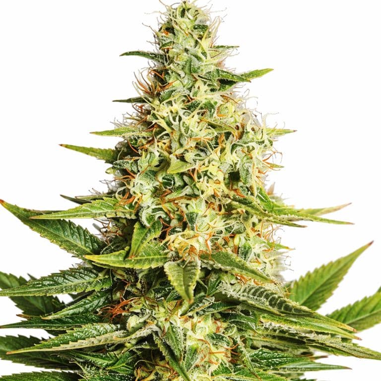 Acapulco Gold cannabis seeds packaging — Royal King Seeds Australia