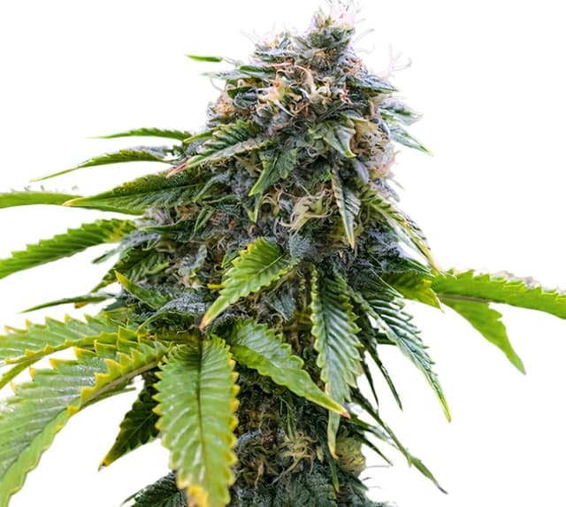 Alpha Blue cannabis seeds packaging — Royal King Seeds Australia