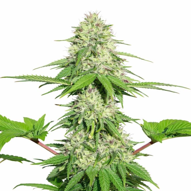 Appleberry cannabis seeds packaging — Royal King Seeds Australia