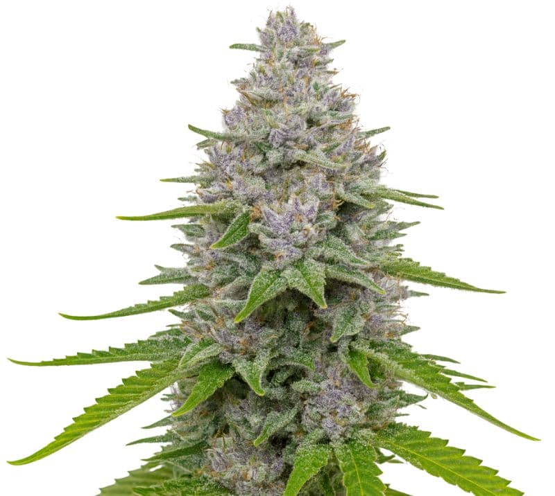 Blue Cookies cannabis seeds packaging — Royal King Seeds Australia