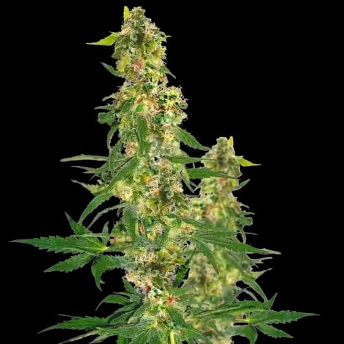 Blueberry Haze cannabis seeds packaging — Royal King Seeds Australia