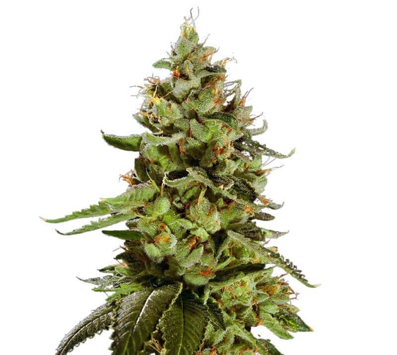 Cat Piss cannabis seeds packaging — Royal King Seeds Australia