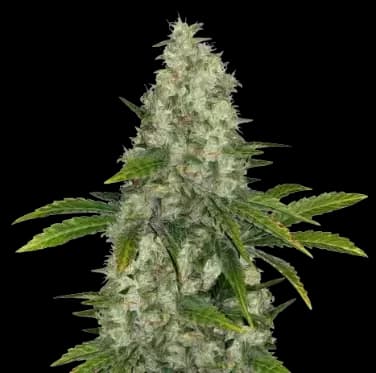 Do-Si-Dos cannabis seeds packaging — Royal King Seeds Australia