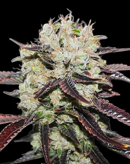 Domino cannabis seeds packaging — Royal King Seeds Australia