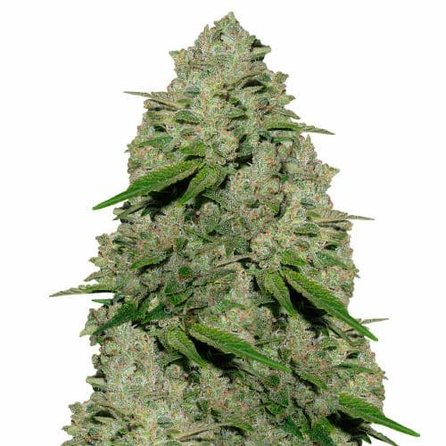 Extreme OG cannabis seeds packaging — Royal King Seeds Australia