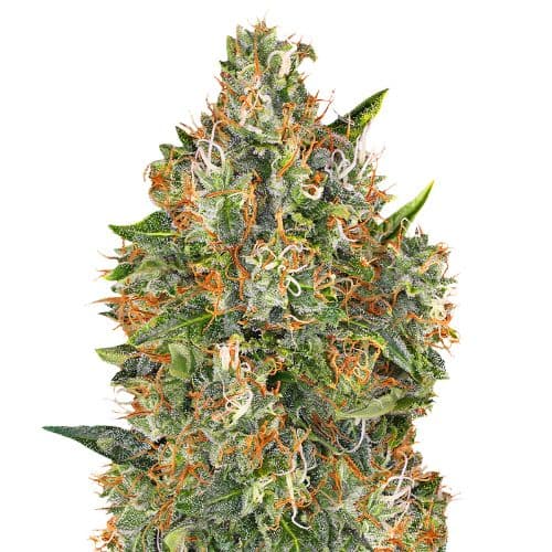 G13 Widow cannabis seeds packaging — Royal King Seeds Australia