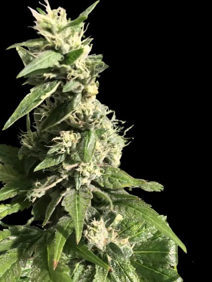 Gigabud cannabis seeds packaging — Royal King Seeds Australia