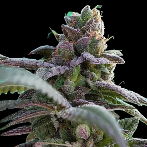 Gutbuster cannabis seeds packaging — Royal King Seeds Australia
