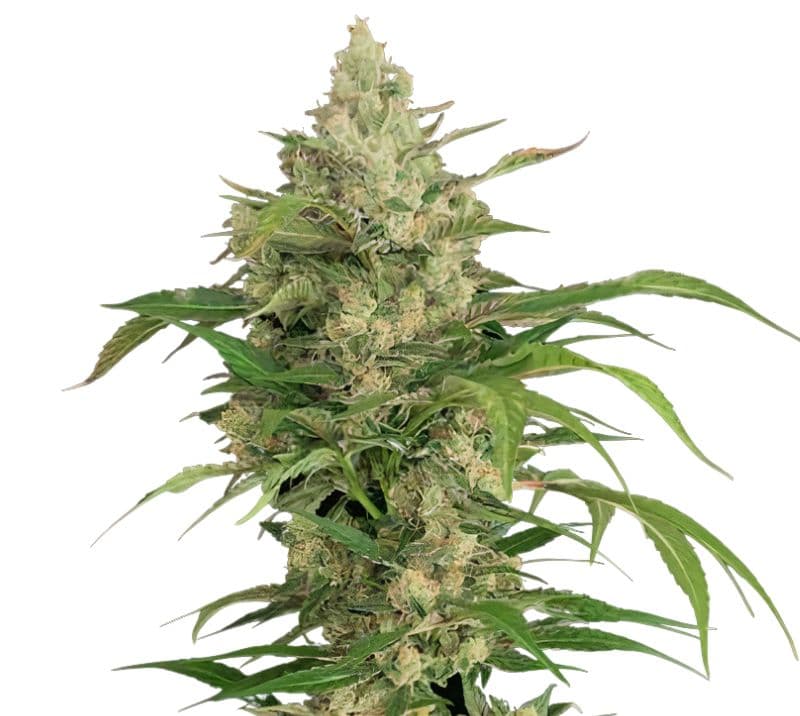 Hammerhead cannabis seeds packaging — Royal King Seeds Australia