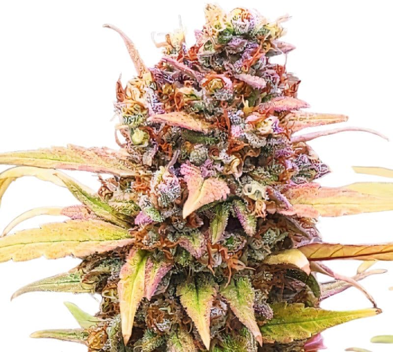 Jawa Pie cannabis seeds packaging — Royal King Seeds Australia