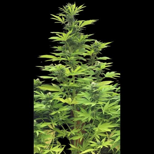K-Train cannabis seeds packaging — Royal King Seeds Australia