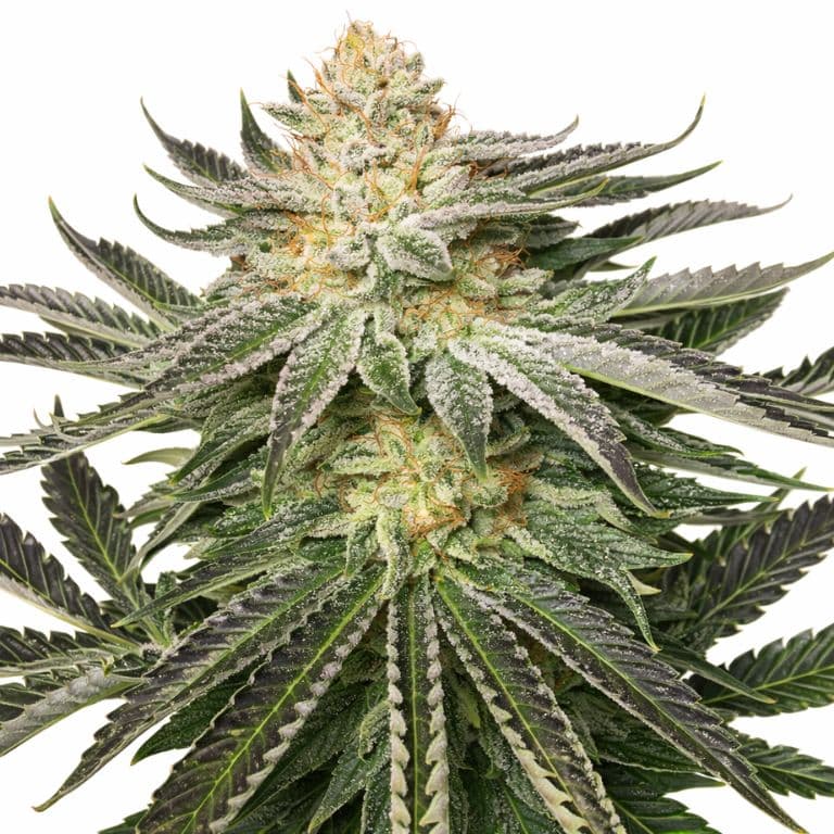 Kali Mist cannabis seeds packaging — Royal King Seeds Australia
