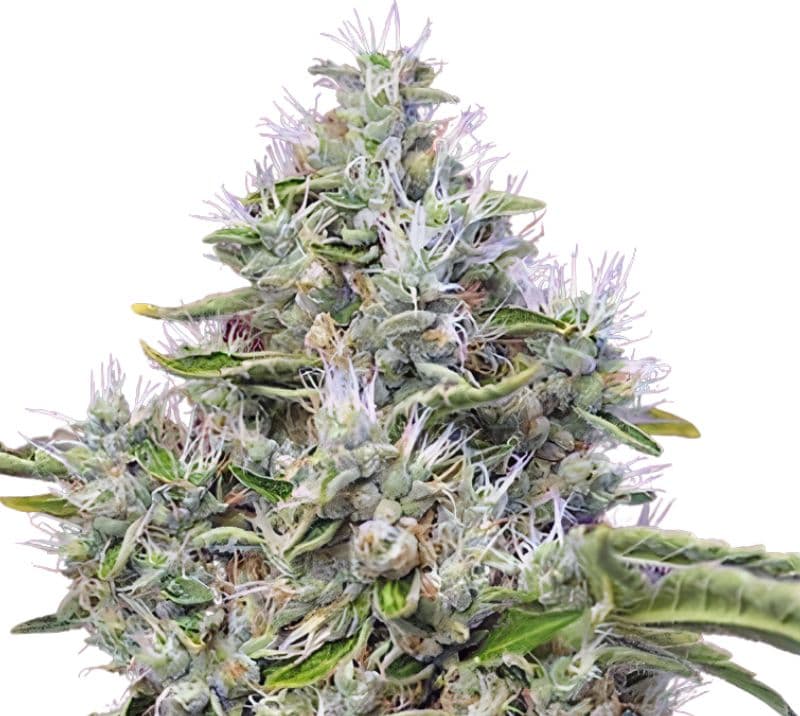 Kandahar cannabis seeds packaging — Royal King Seeds Australia