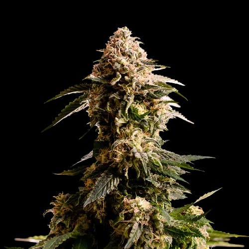 Kiss cannabis seeds packaging — Royal King Seeds Australia