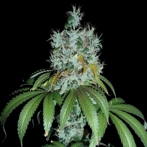 Kuchi cannabis seeds packaging — Royal King Seeds Australia