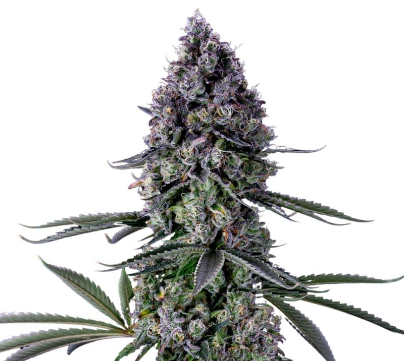 Kushadelic cannabis seeds packaging — Royal King Seeds Australia