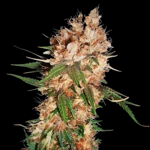 Lemon cannabis seeds packaging — Royal King Seeds Australia