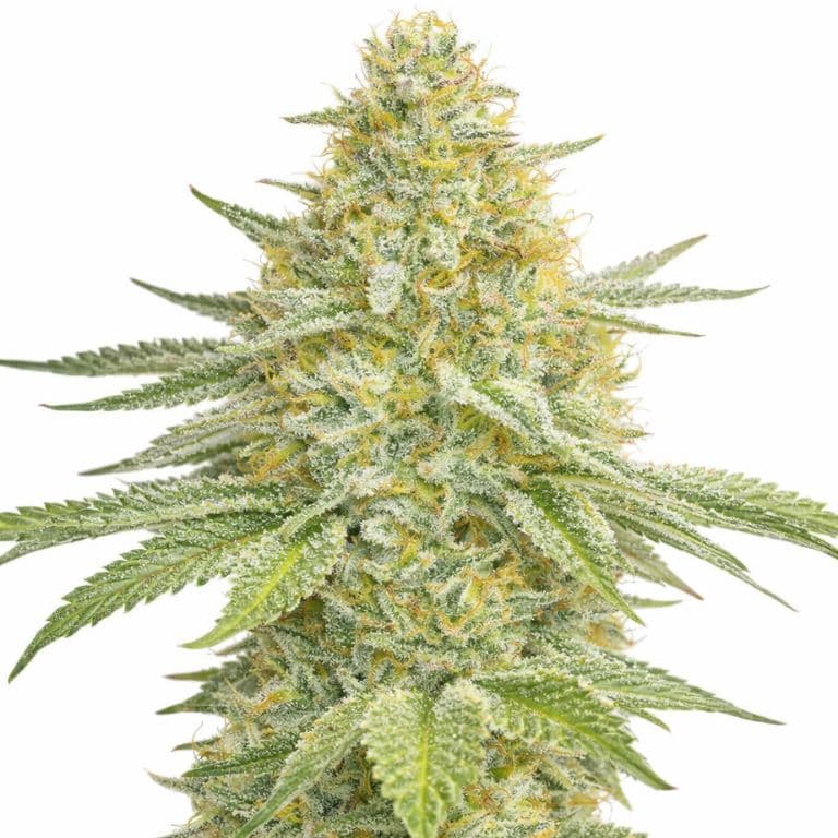 Lemon Haze cannabis seeds packaging — Royal King Seeds Australia