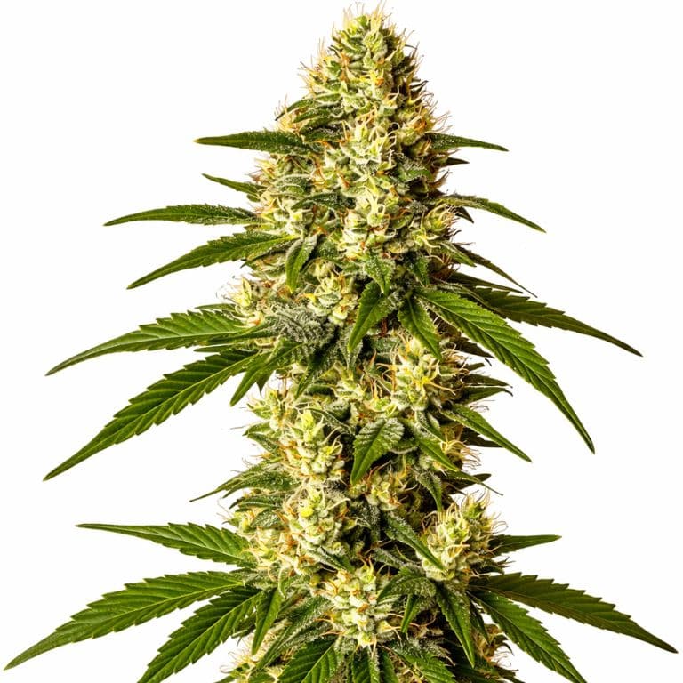 Lemon Kush cannabis seeds packaging — Royal King Seeds Australia