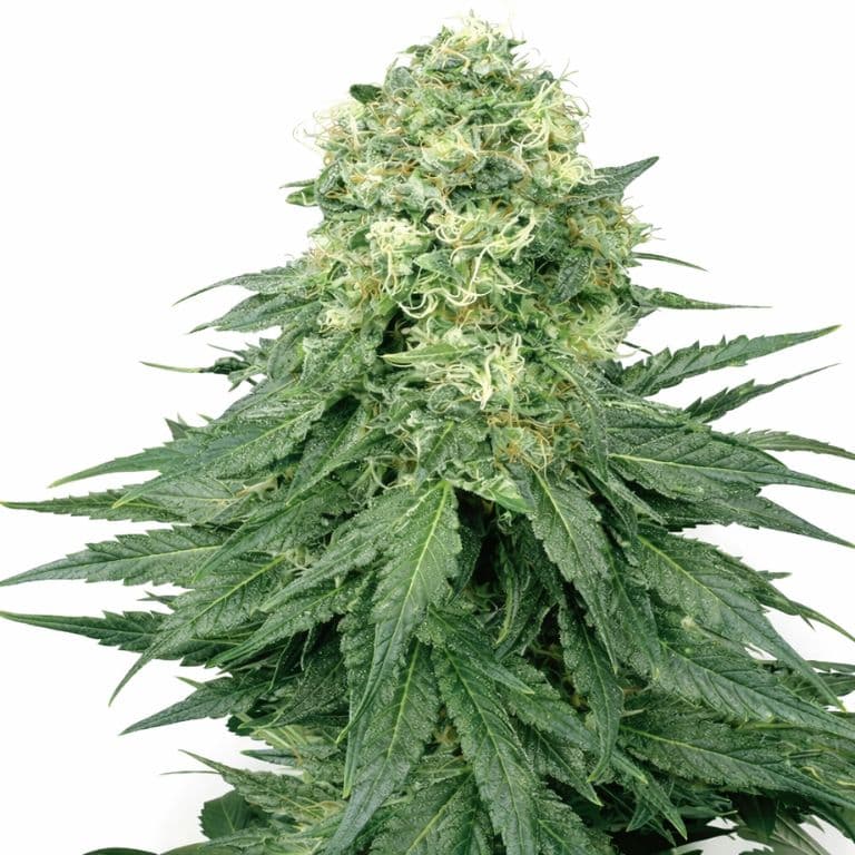 Lodi Dodi cannabis seeds packaging — Royal King Seeds Australia