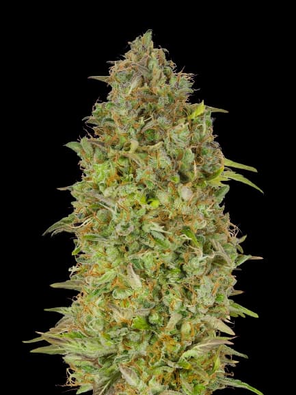 Lowryder cannabis seeds packaging — Royal King Seeds Australia