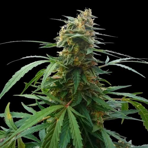 Mandarin cannabis seeds packaging — Royal King Seeds Australia
