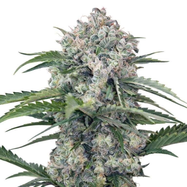 Mandarine cannabis seeds packaging — Royal King Seeds Australia