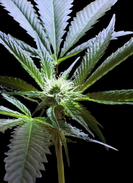 Mars OG cannabis seeds packaging — Royal King Seeds Australia