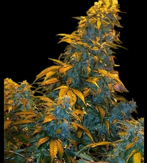 Maxi Gom cannabis seeds packaging — Royal King Seeds Australia