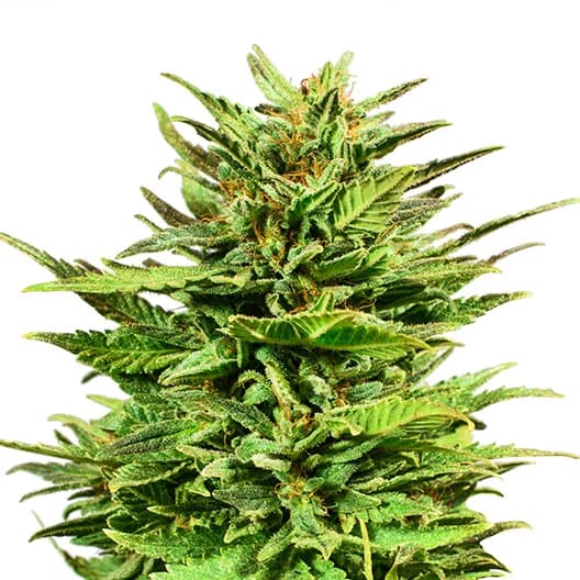 Mr. Tusk cannabis seeds packaging — Royal King Seeds Australia