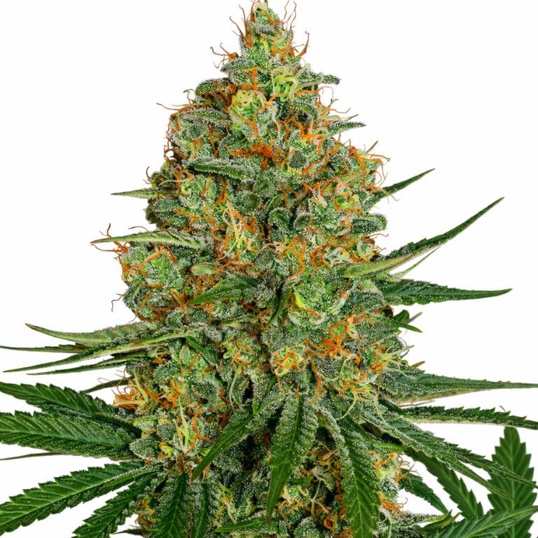 NYC Diesel cannabis seeds packaging — Royal King Seeds Australia