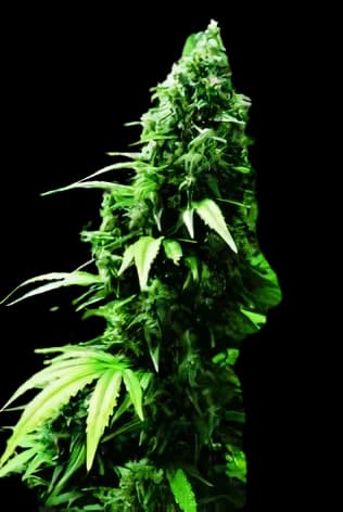 Ogre cannabis seeds packaging — Royal King Seeds Australia