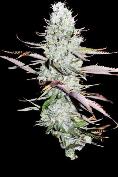 Opium cannabis seeds packaging — Royal King Seeds Australia