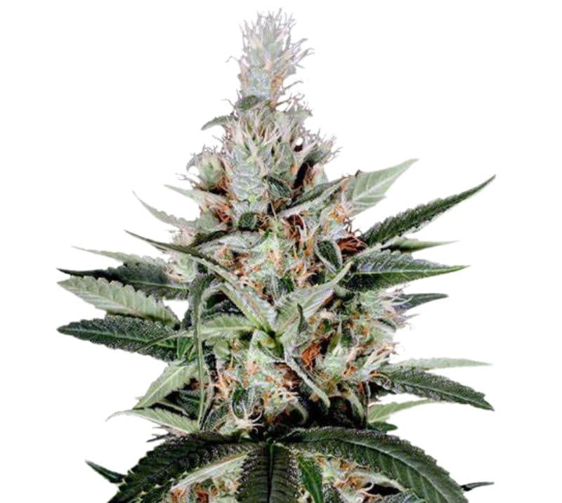 Ortega cannabis seeds packaging — Royal King Seeds Australia