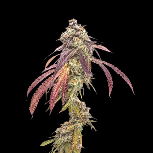 P-51 cannabis seeds packaging — Royal King Seeds Australia