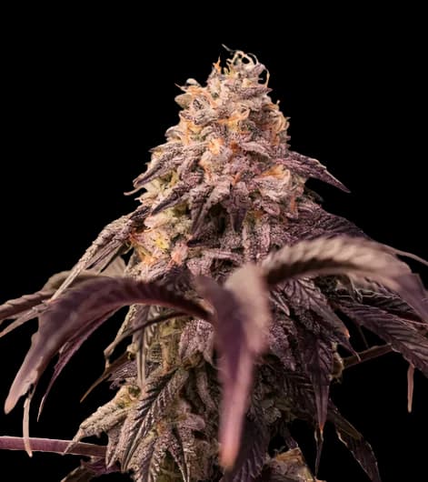 Pamelina cannabis seeds packaging — Royal King Seeds Australia