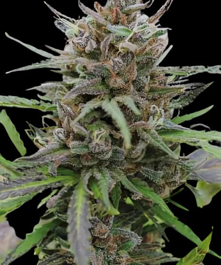 Paris XXX cannabis seeds packaging — Royal King Seeds Australia