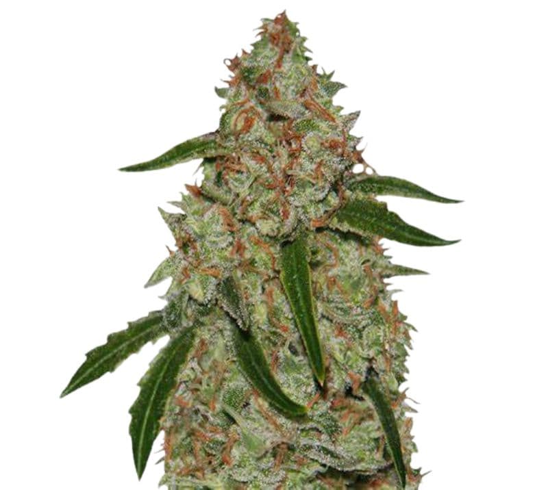 Phantom OG cannabis seeds packaging — Royal King Seeds Australia