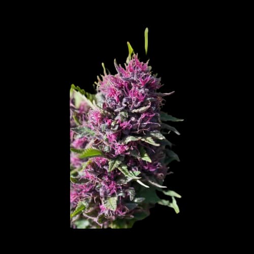 Pink Pez cannabis seeds packaging — Royal King Seeds Australia