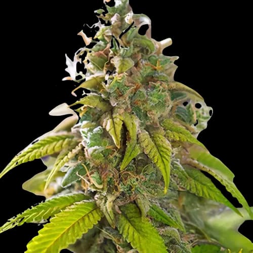 Primus cannabis seeds packaging — Royal King Seeds Australia