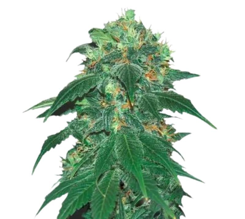 Punky Lion cannabis seeds packaging — Royal King Seeds Australia