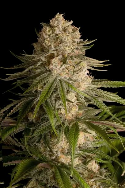 Pure OG cannabis seeds packaging — Royal King Seeds Australia