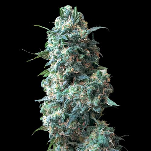 Qush cannabis seeds packaging — Royal King Seeds Australia
