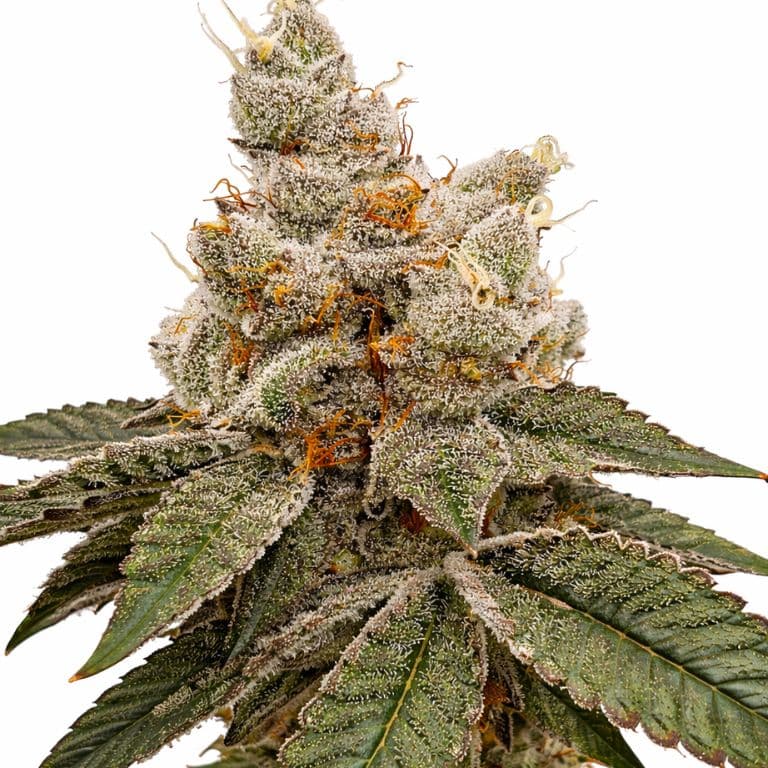 Reign Man cannabis seeds packaging — Royal King Seeds Australia