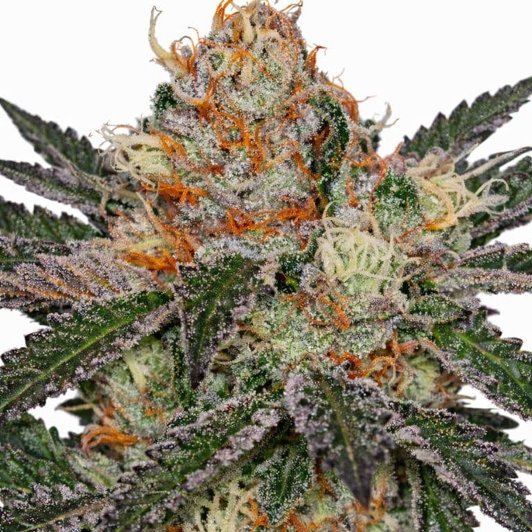 Ripped Bubba cannabis seeds packaging — Royal King Seeds Australia