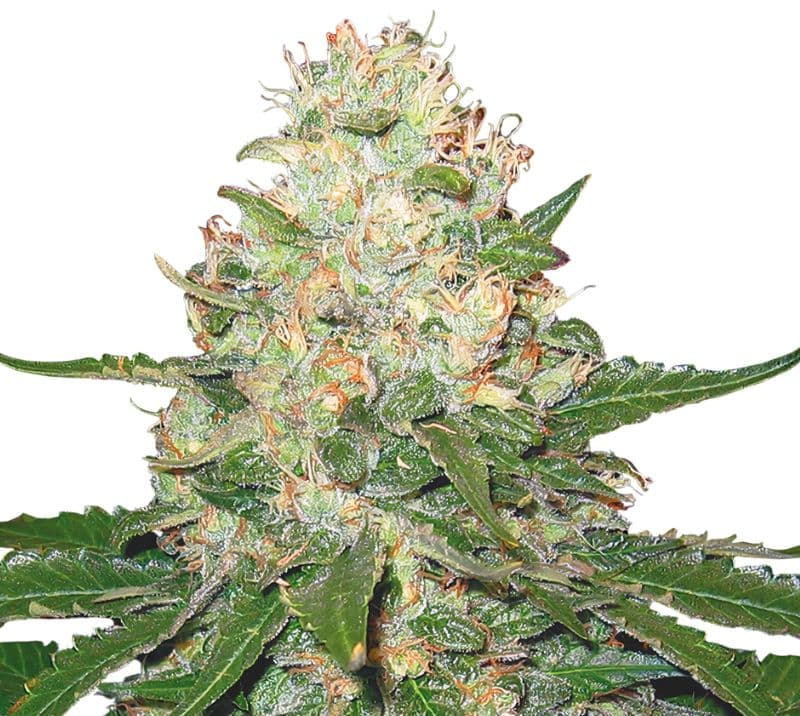 Rocklock cannabis seeds packaging — Royal King Seeds Australia