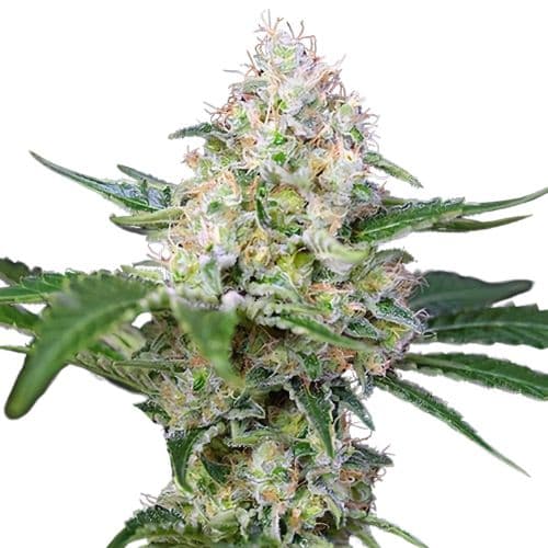 Runtz cannabis seeds packaging — Royal King Seeds Australia
