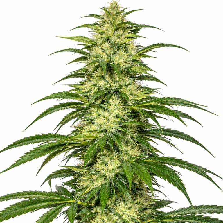 SAGE cannabis seeds packaging — Royal King Seeds Australia