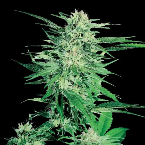 Silver Kush cannabis seeds packaging — Royal King Seeds Australia