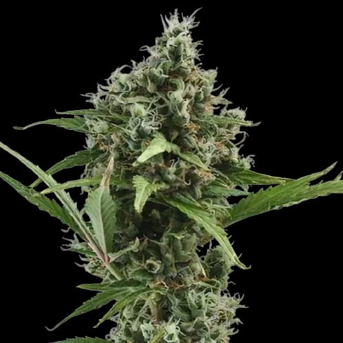 Sour Ape cannabis seeds packaging — Royal King Seeds Australia